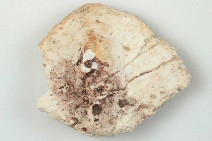 Fossil Phytosaur Scute - New Mexico #192715